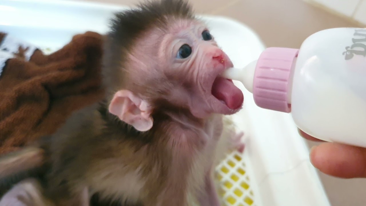 Beautiful Ba.y Rosa Hungry Milk So Much after Take A bath