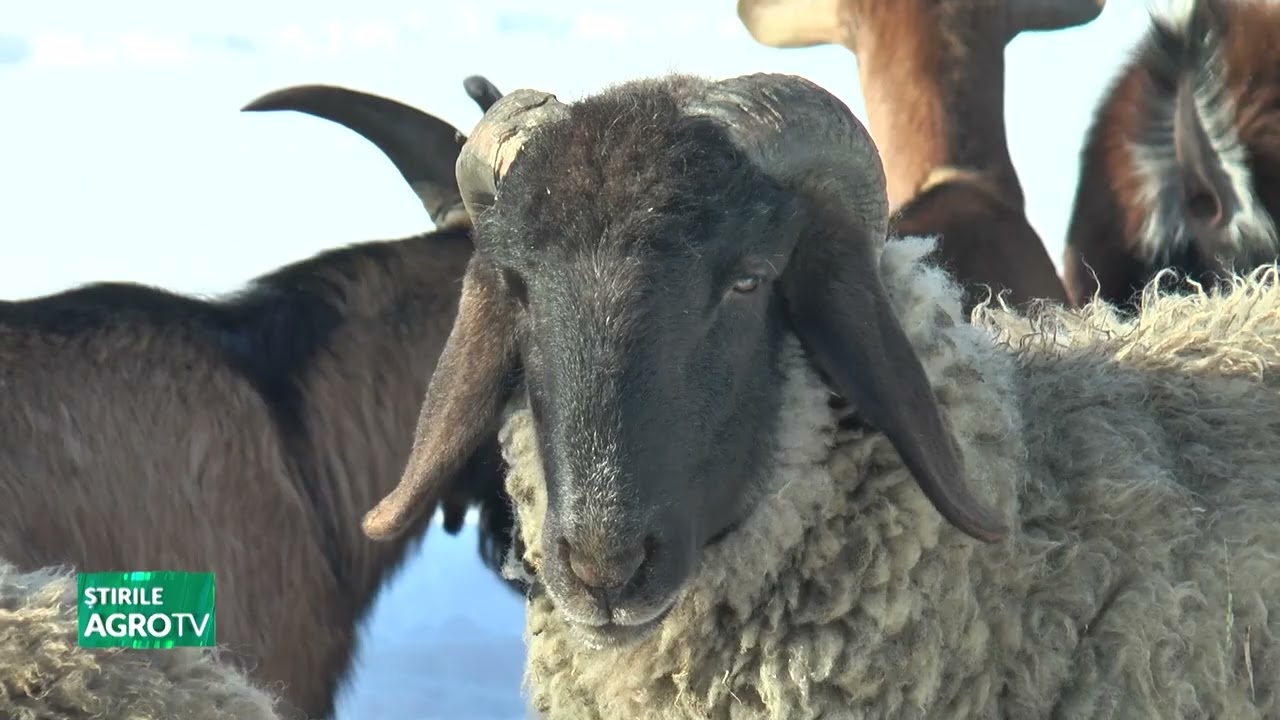 “Nu e o afacere, ci dragoste față de animale!” 03 03 2026