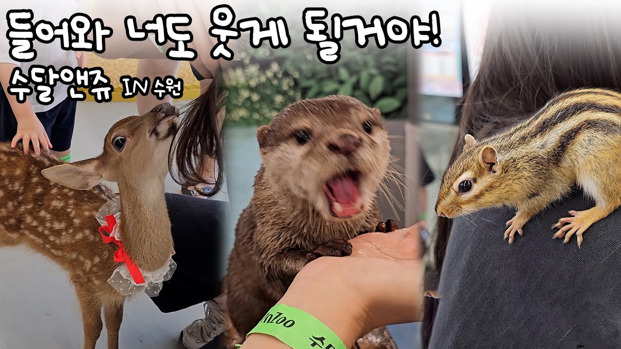 들어와 너도 웃게 될 거야! 수달앤쥬 in 수원