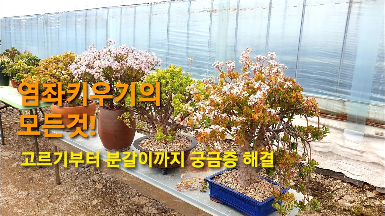 염좌키우기의 모든것! 고르기부터 분갈이까지 궁금증 해결~ #다육이염좌​ #염좌목대굵게키우는방법​  #다육이염좌키우기​#염좌종류 #염좌분갈이​ #다육이염좌삽목​  #염좌고르는법