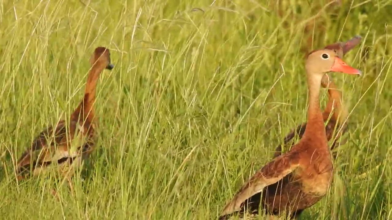 DUCK FAMILY AT THE SALAD BAR