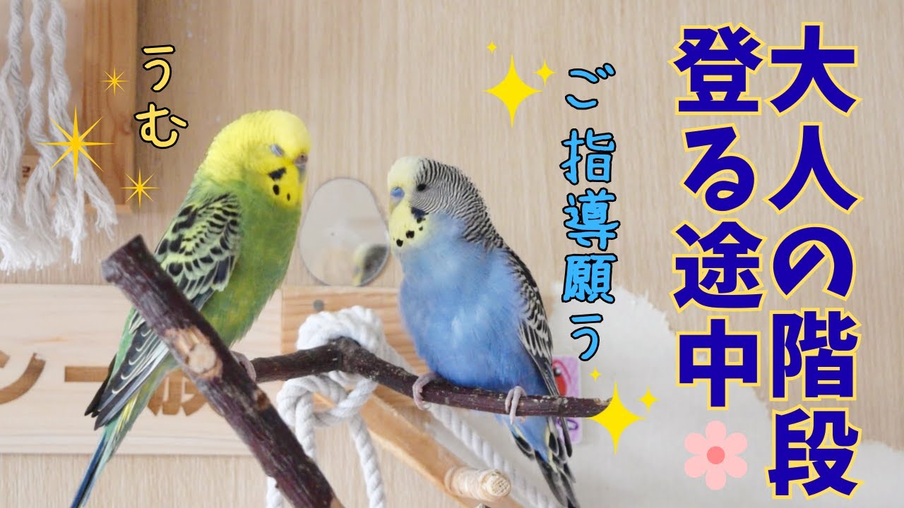 大人の階段を上るセキセイインコ