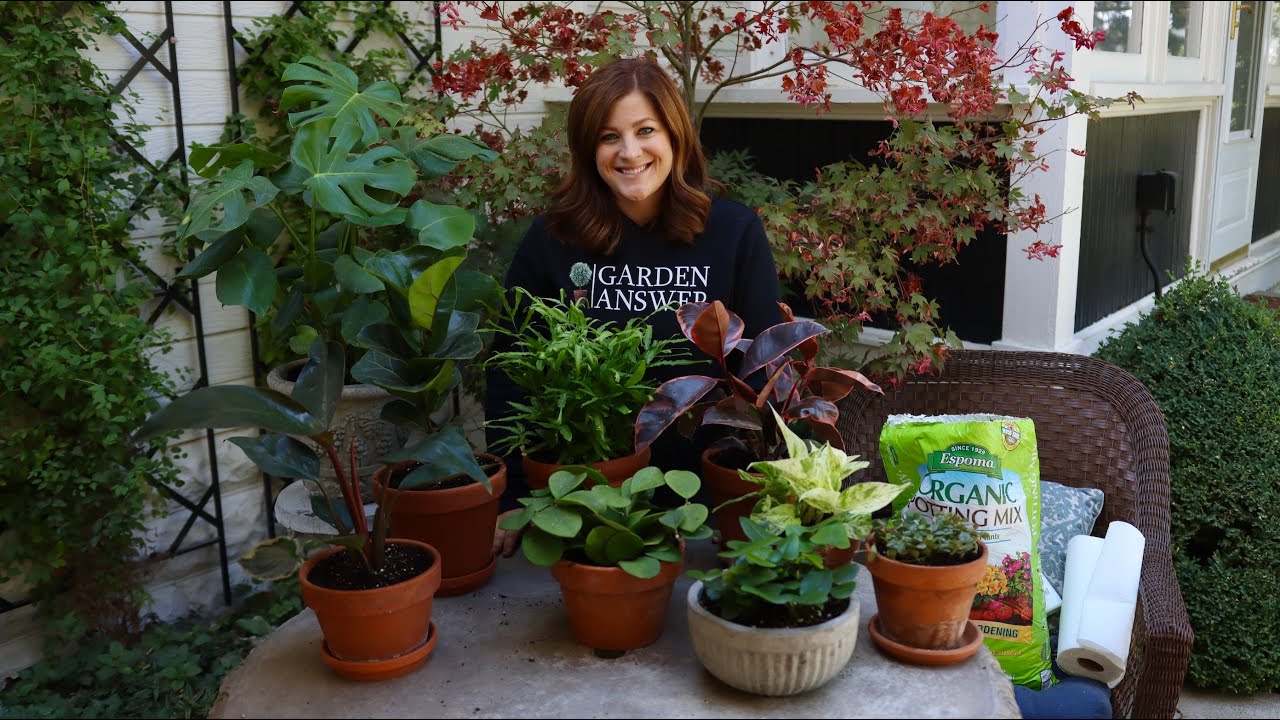 House Plant Haul! 🌿 // Garden Answer