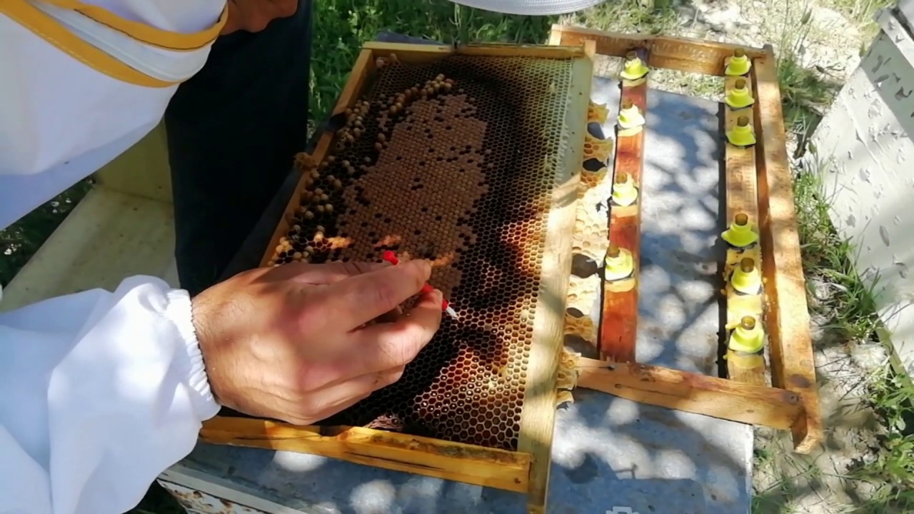Anaarı &uuml;retiminde Larva transferi