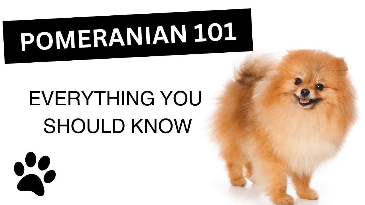 Pomeranian 101 &ndash; wszystko, co musisz wiedzieć o tej rasie