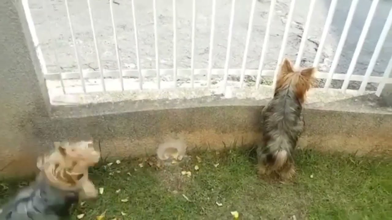 YORKIE PUPPY Compilation *NEW 2023*