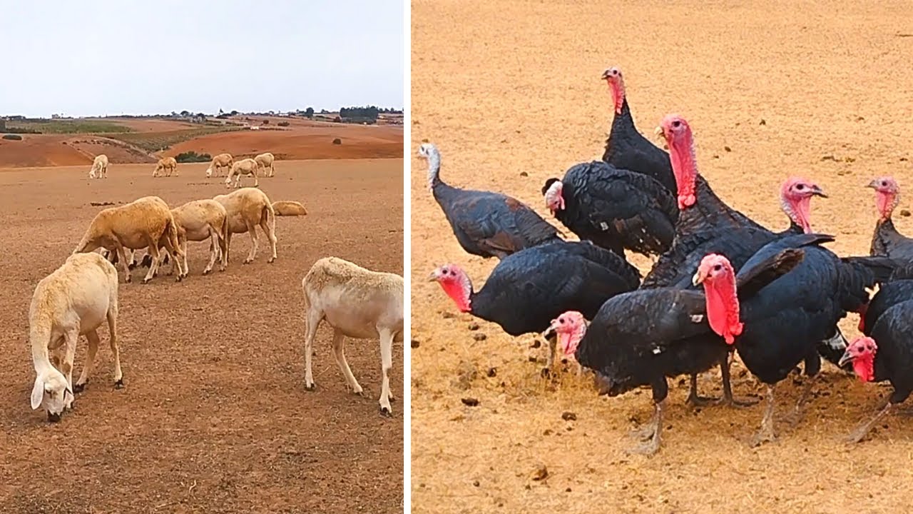 تربية ديك الرومي مريم ترعى الغنم وخرجات البيبي يسرح ولكن كهرب ليها