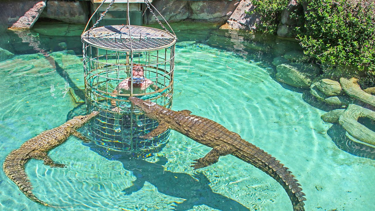 South Africa, Croc cage diving in Oudtshoorn