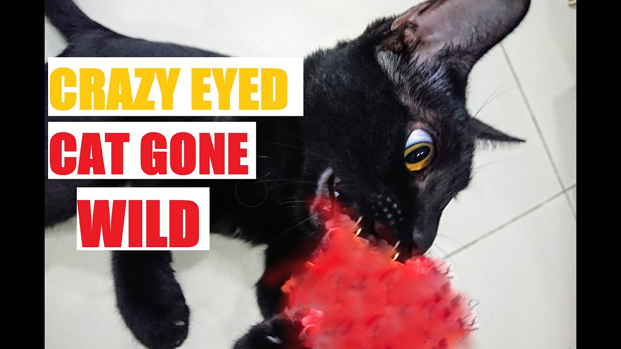 Black Cat vs Mouse. An Intense Fight Between Adversaries. aka Some Indoor Cat Shenanigans