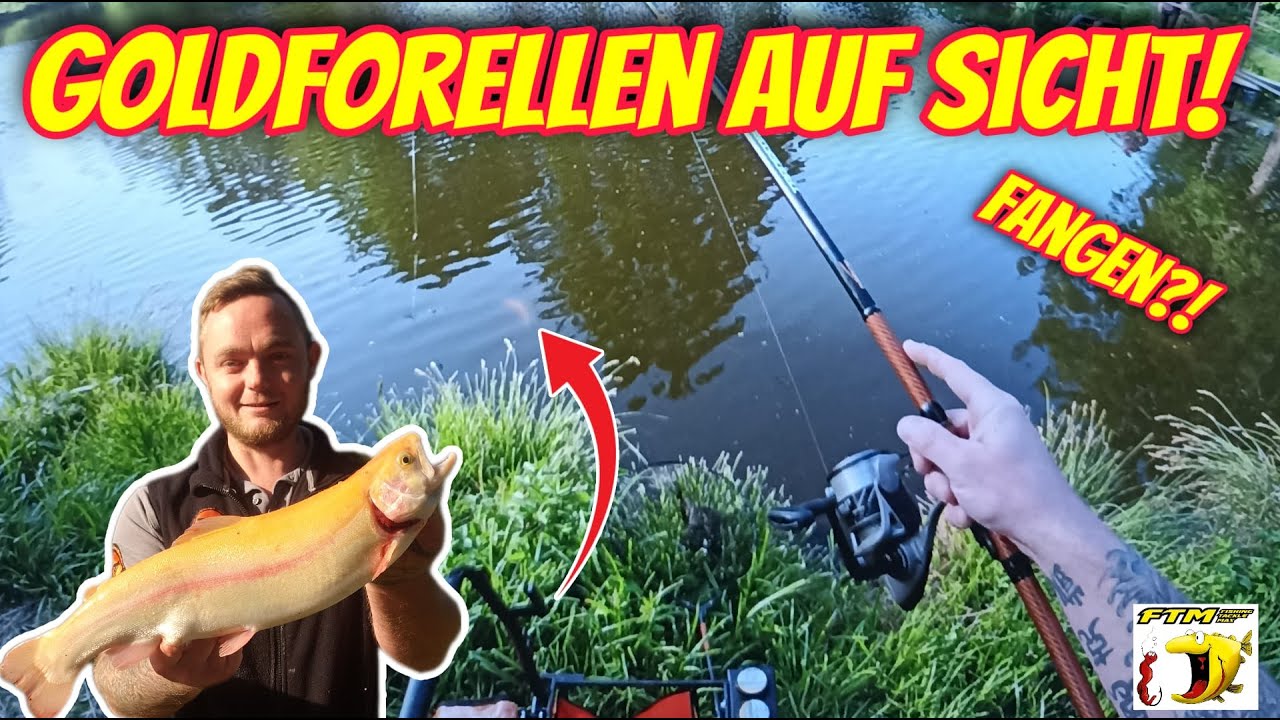 Goldforellen auf Sicht ! Live Biss ! Forellenangeln des FTM Team-Saar und Forellenjäger Saarland 🎣