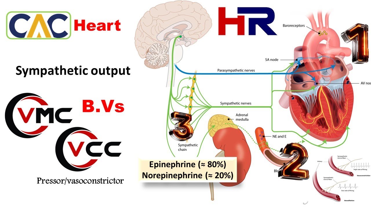 Cardiovascular Physiology- Regulation of heart rate- Part II- Pressor- Sympathetic triggers