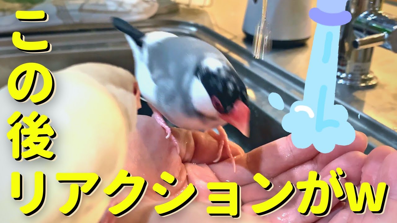 文鳥がはじめて流しで水浴びした結果がこちらwwww Java sparrow