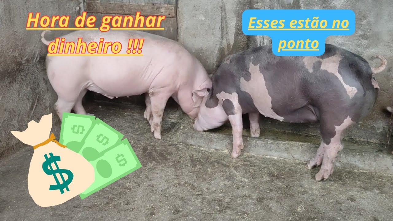 Tá chegando a hora de ganhar dinheiro, olha o desenvolvimento desses leitões. #suino #suinocultura