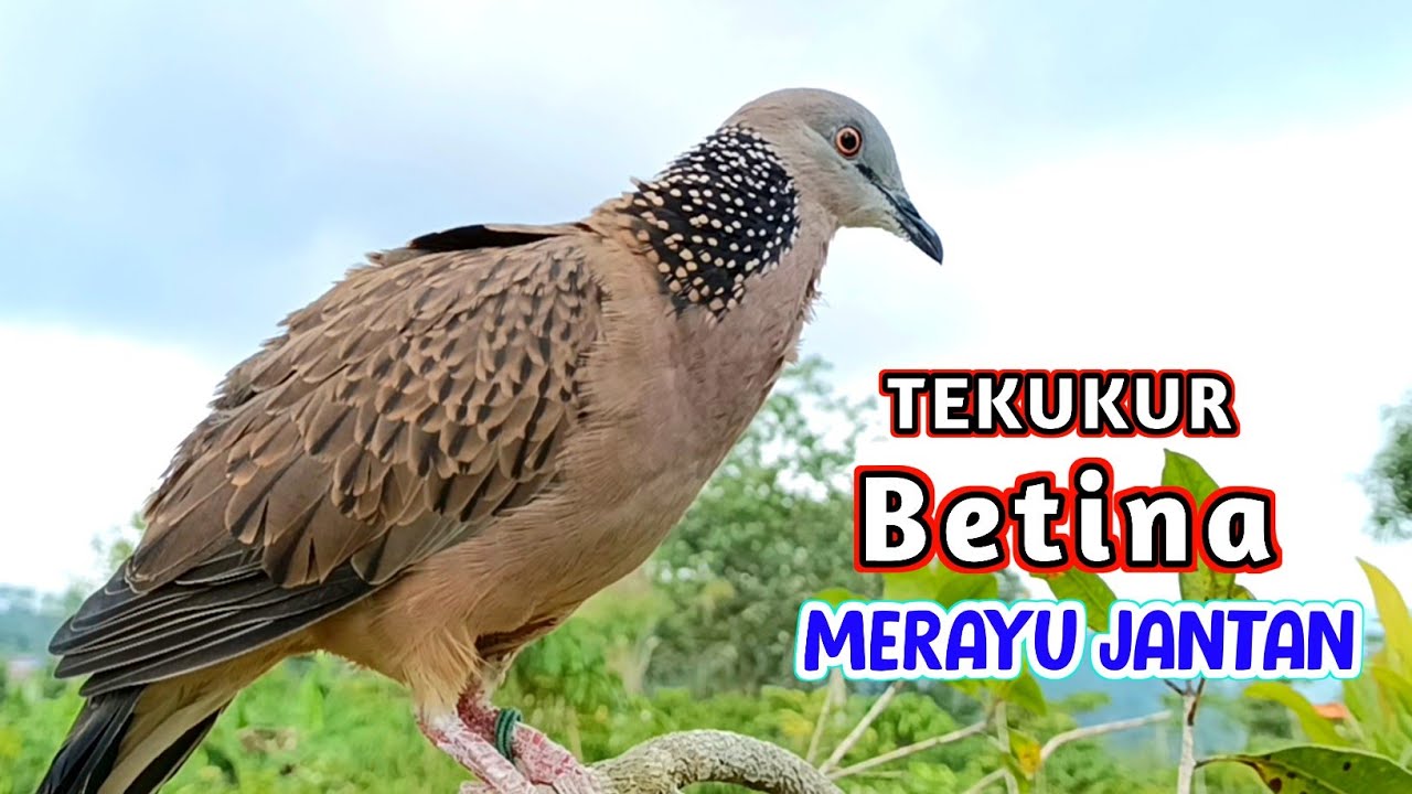 Suara Burung Tekukur Betina Memanggil Jantan Supaya Bunyi
