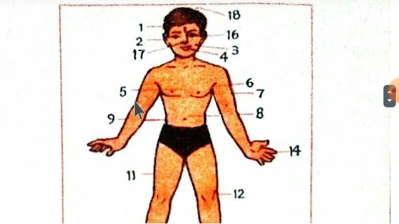 Parts of the body in English with their pronunciation and hindi meaning