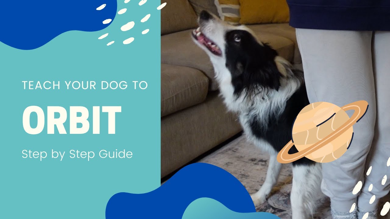 How to teach your dog to ORBIT
