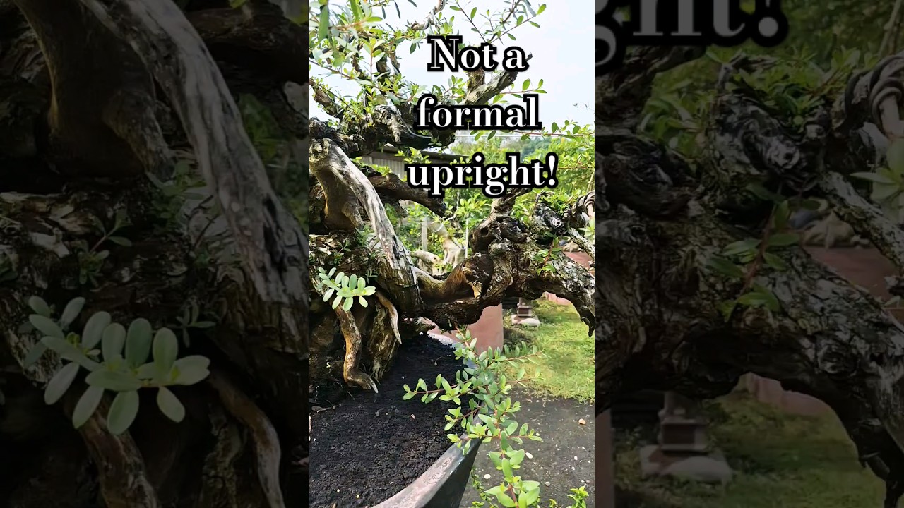 Bonsai I really like... all freaky #bonsai #nature #howtobonsai #bonsaitechniques #tree #indonesia
