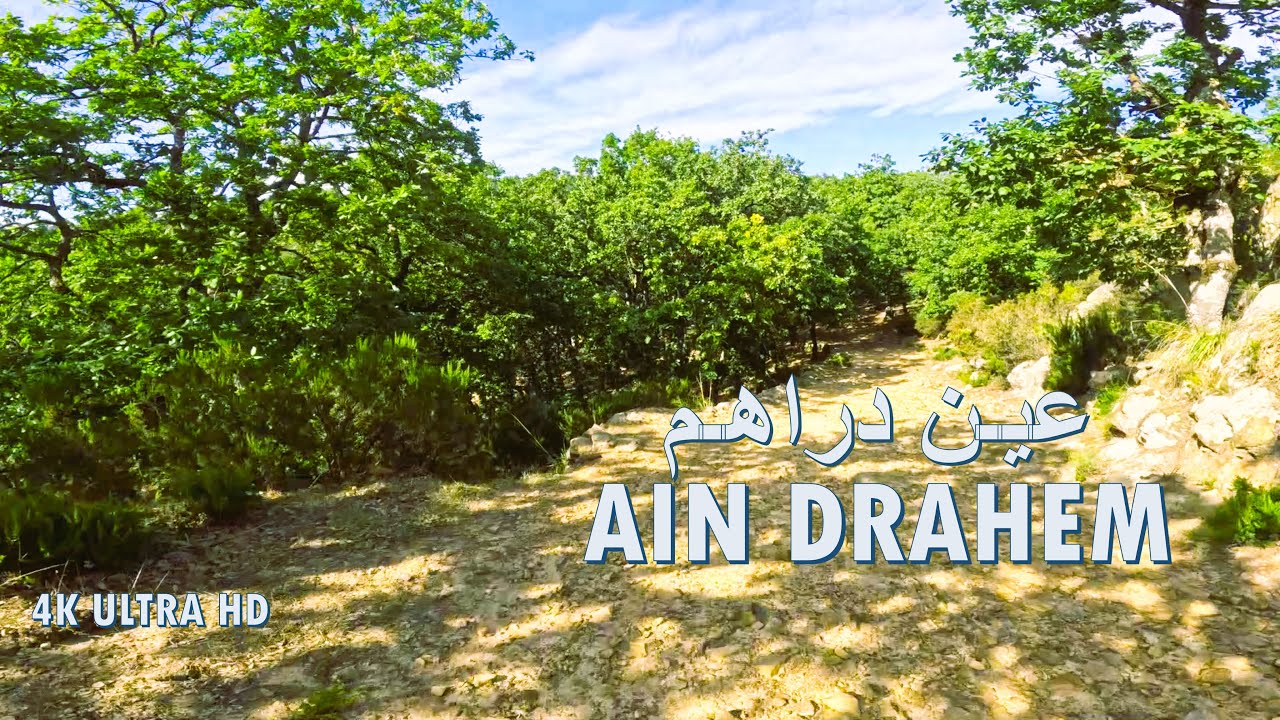 🌲رحلة إلى الهدوء والجمال الطبيعي في غابات عين دراهم🌿 Explore Ain Draham Forest 4K