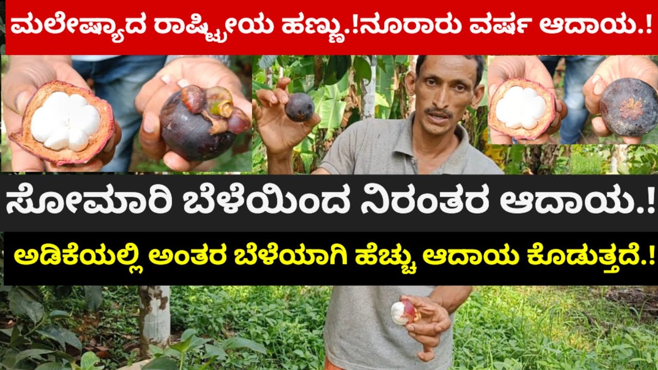 ನೂರಾರು ವರ್ಷ ಆದಾಯ ಕೊಡುವ ಮಲೇಷ್ಯಾದ ರಾಷ್ಟ್ರೀಯ ಹಣ್ಣು.! ಸೋಮಾರಿ ಬೆಳೆ ಅಂತರ ಬೆಳೆಯಾಗಿ ನಿರಂತರ ಆದಾಯ.!
