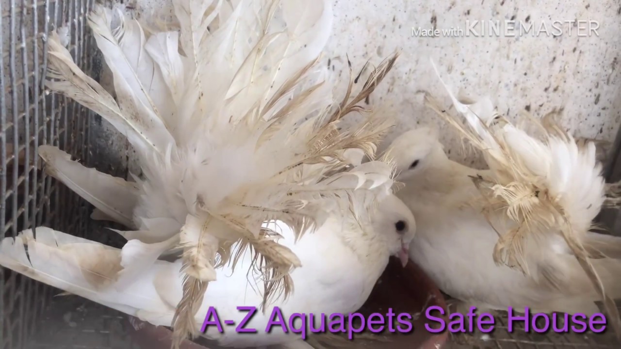 പ്രാവ് വളർത്തുന്നവർ കണ്ടിരിക്കേണ്ട വിഡിയോകളിൽ ഒന്ന്/intro Episode-1/A-Z AquaPets Safe-House