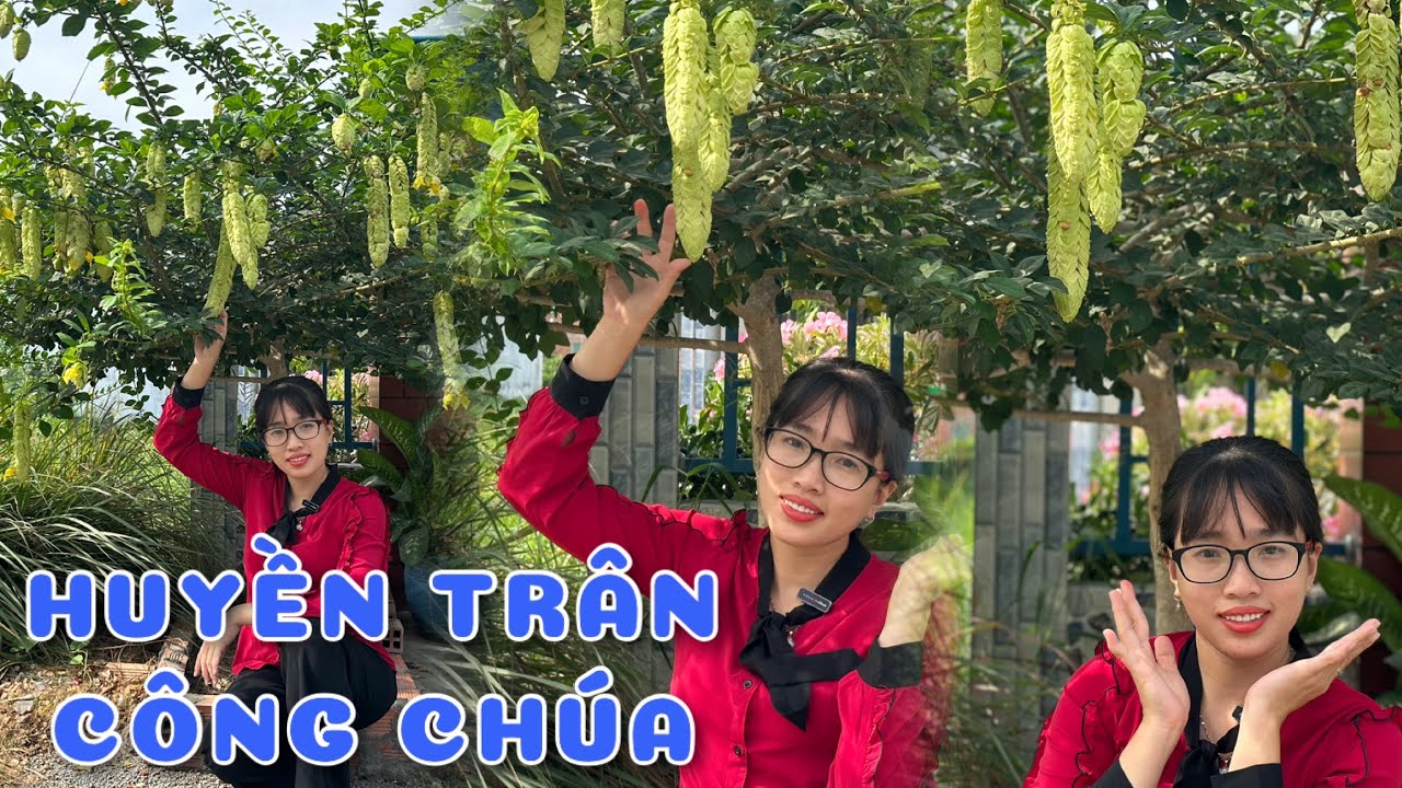 Cây Huyền trân công chúa | 0386569374 - Ngọc Ngân Bến Tre | Chuyên cây độc lạ