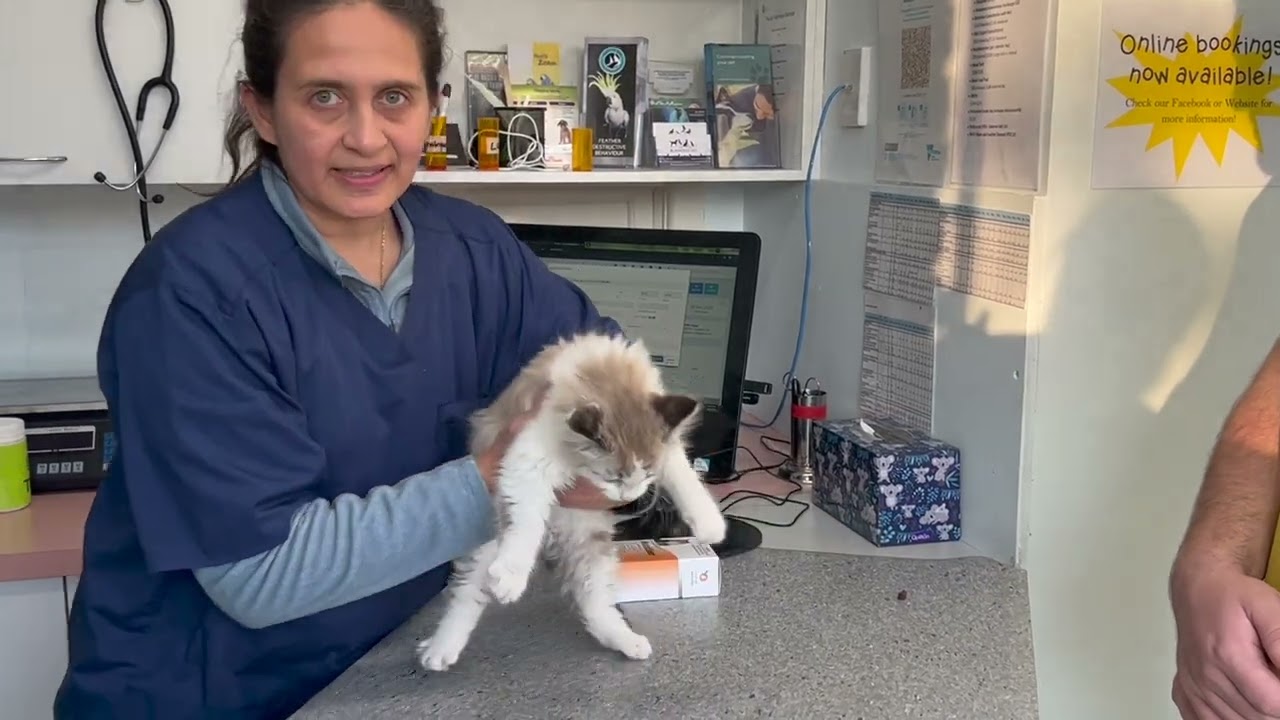 When you get a new kitten - what you need to know at Burwood Vet.