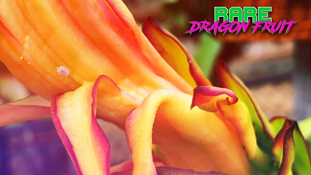 Mealybugs are ATTACKING My DRAGON FRUIT / HOW To DESTROY their PARTY PLANS / Keep your Fruit Clean