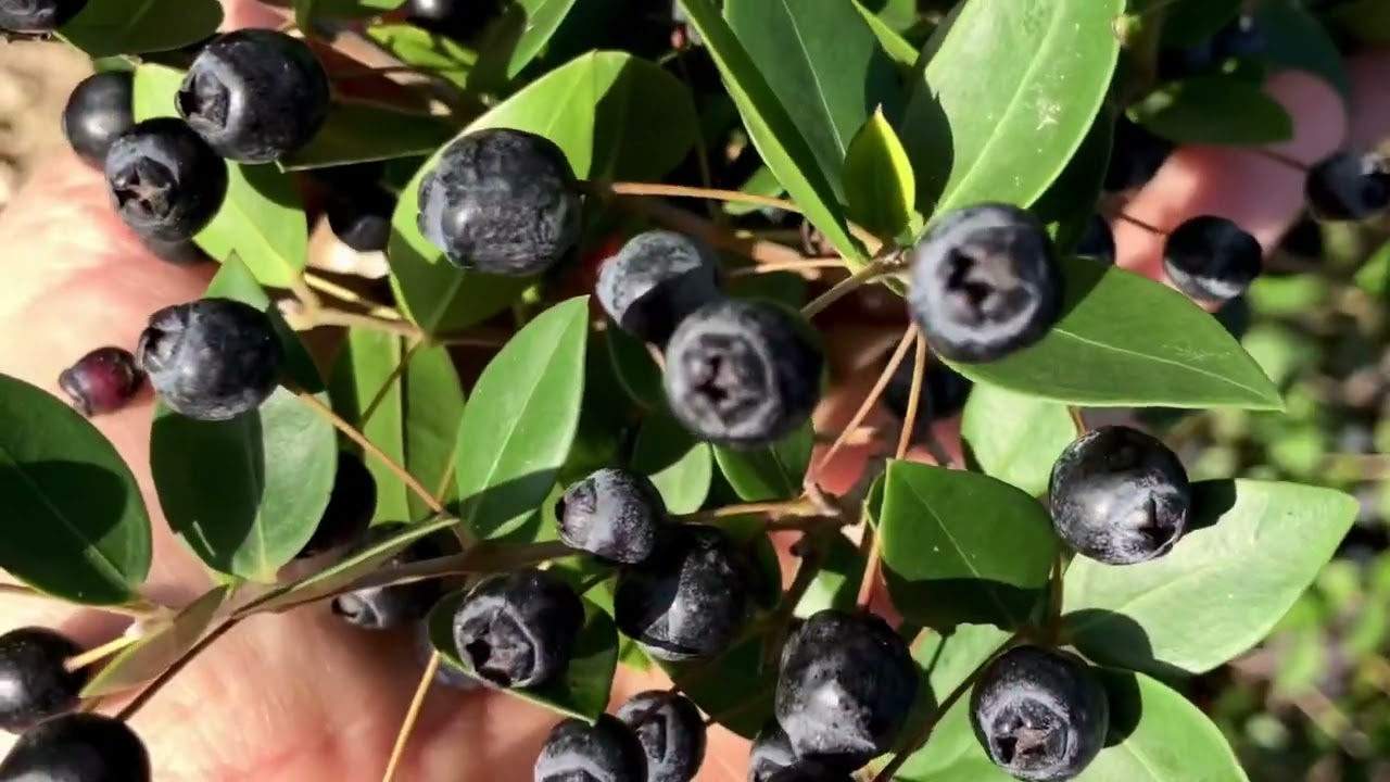 Mirto comune, identificazione, curiosità su raccolta bacche e miglior liquore