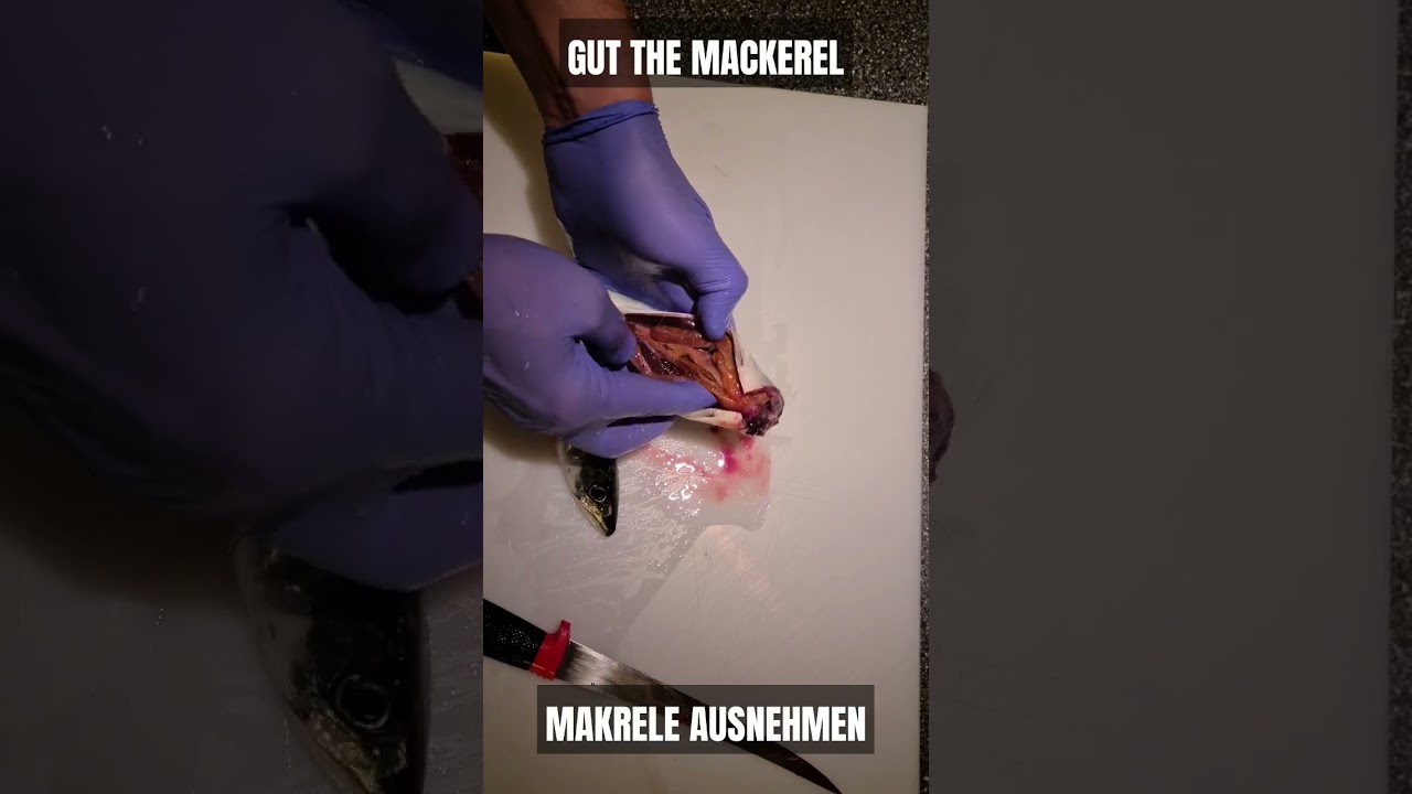 Makrele ausnehmen in Norwegen