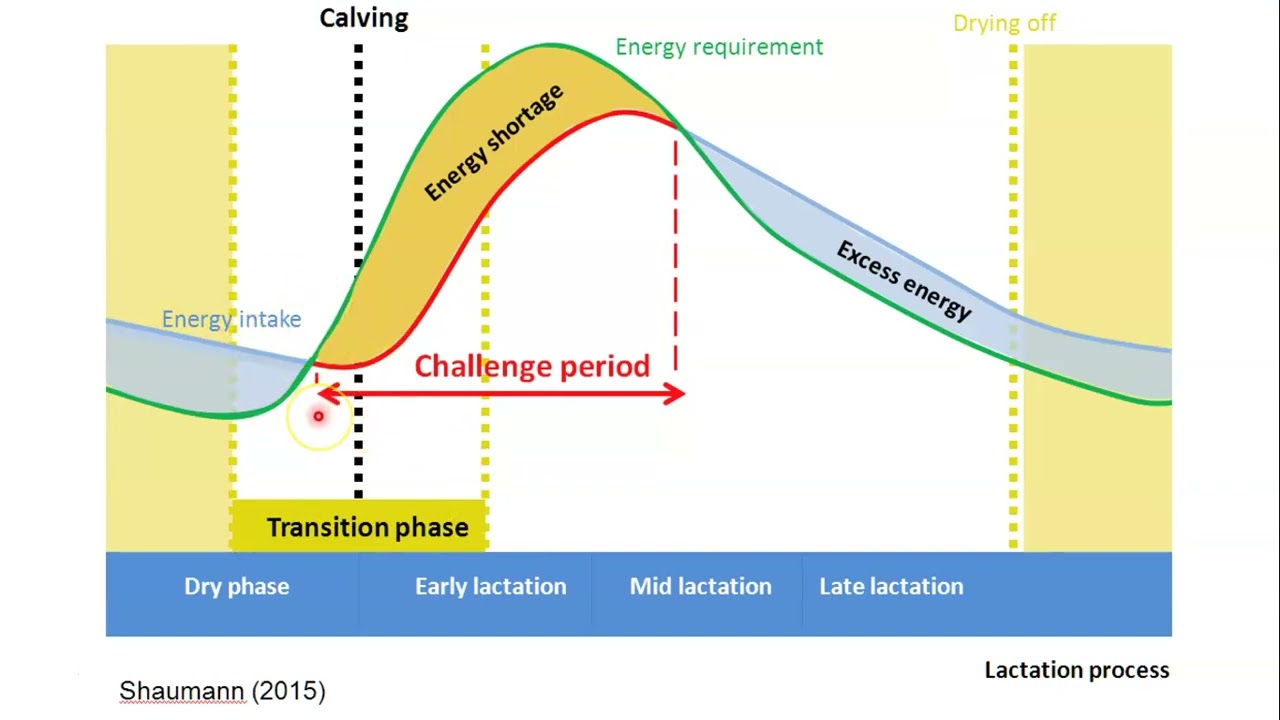 Dairy Management Lecture 15 - Transition Cow Management