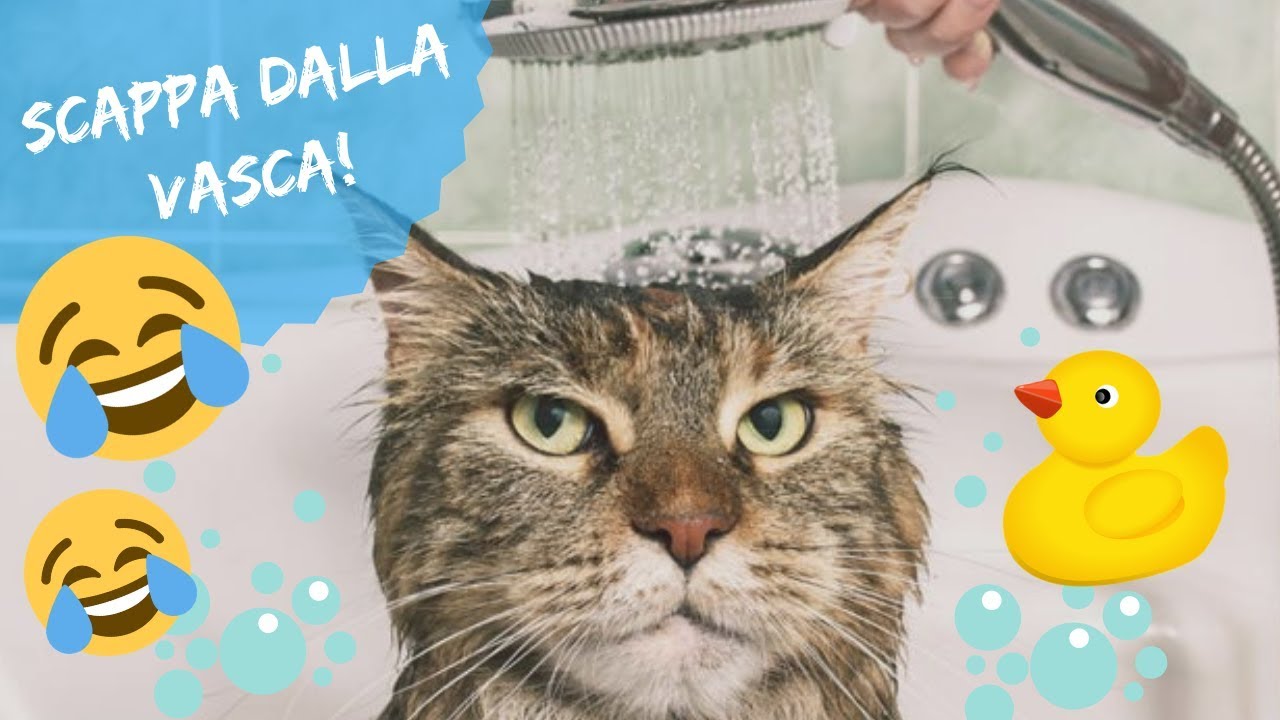 FACCIO IL BAGNETTO AL MIO GATTO! *scappa dalla vasca da bagno!*🐱😱
