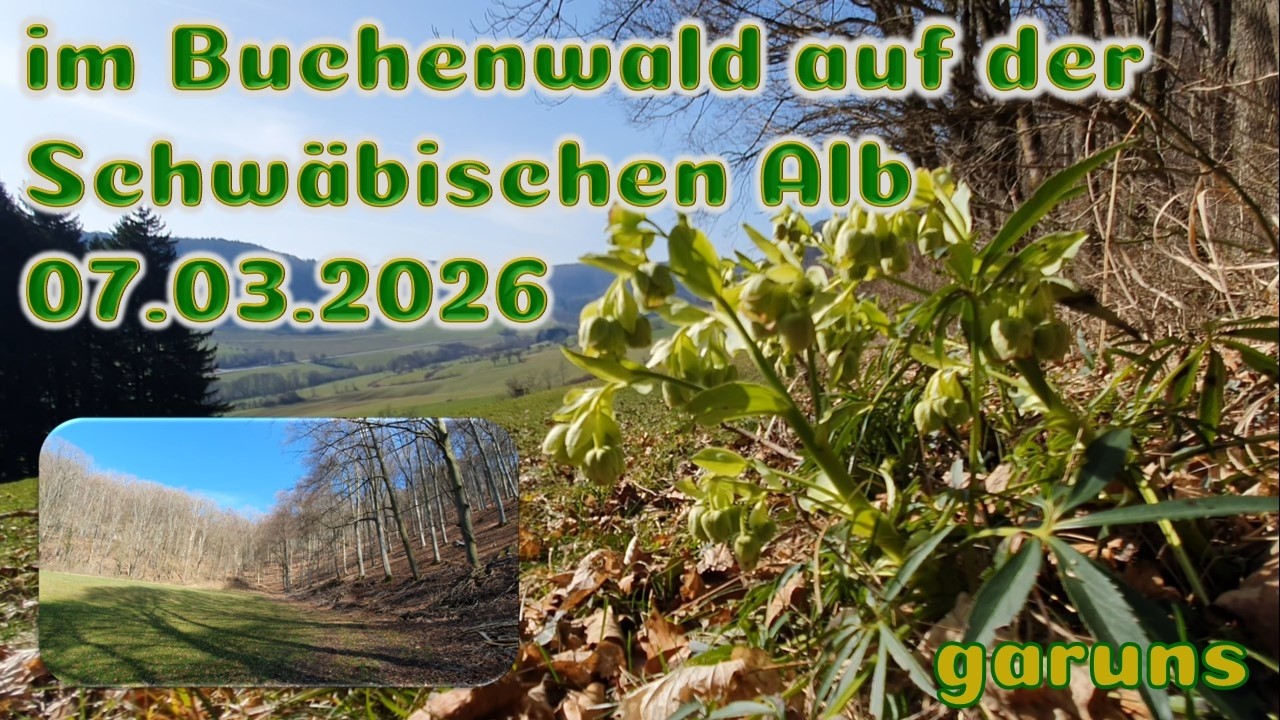 Suche nach Frühling auf der Schwäbischen Alb (33) Erlebnisse im Buchenwald, Entspannung für`s Gehirn