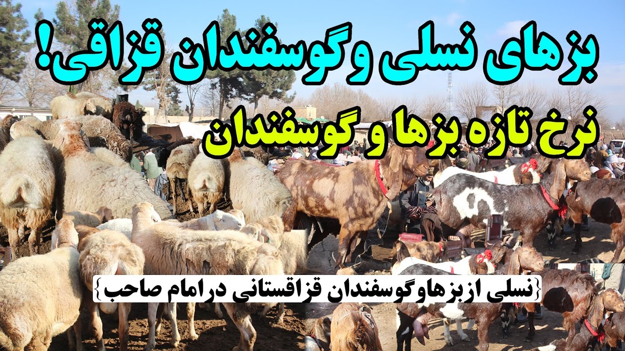 مال‌ بازار امام‌ صاحب؛ نرخ تازه بز و گوسفند در روزهای سرد | Winter goat & sheep rates in Imam Sahib