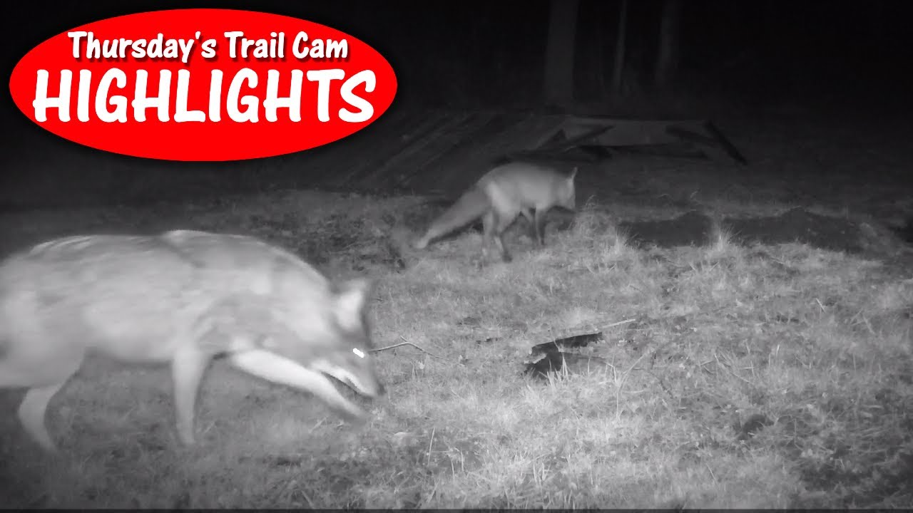 The Coyote is after the Red Fox! Thursday's Trail Cam Highlights: 1.27.22