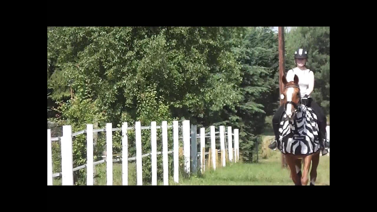 Ein Zebra im Gel&auml;nde :)
