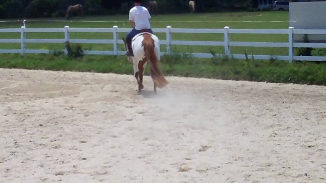 Big Beautiful Paint Gelding-FOR SALE!!!!! Part 2