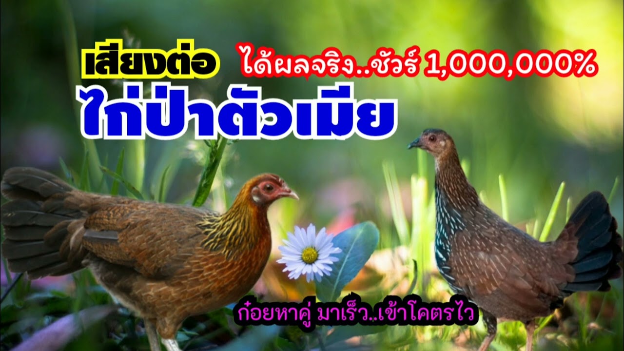 🐔🐓เสียงไก่ต่อ(ตัวเมีย)ก๋อยหาคู่ ได้ผลจริง1,000,000%🐔🐓