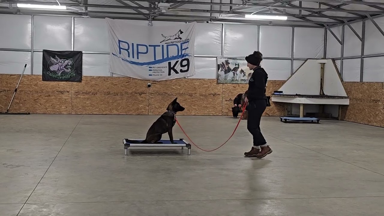 Ruby on leash obedience training 2-20-26