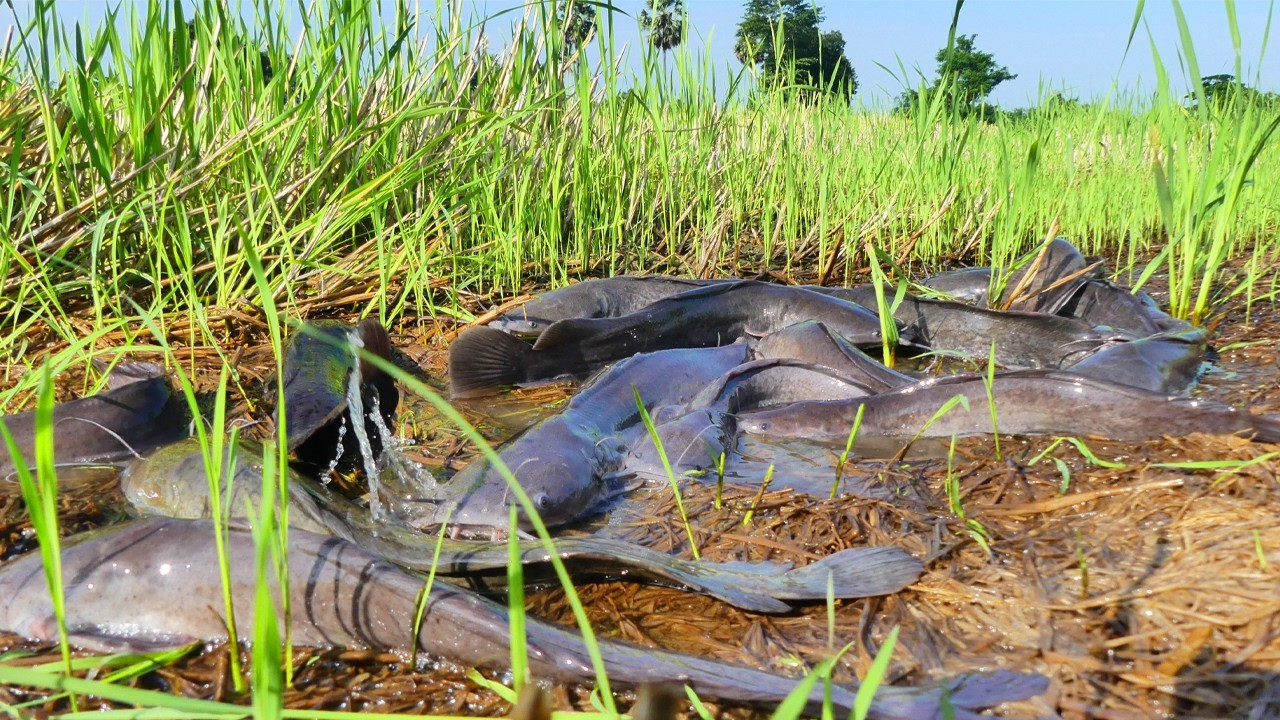 Thousands of Catfish Invade the Rice Field After Flood! 😱