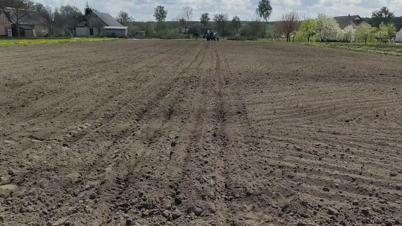 PLANTING FODDER BEETS