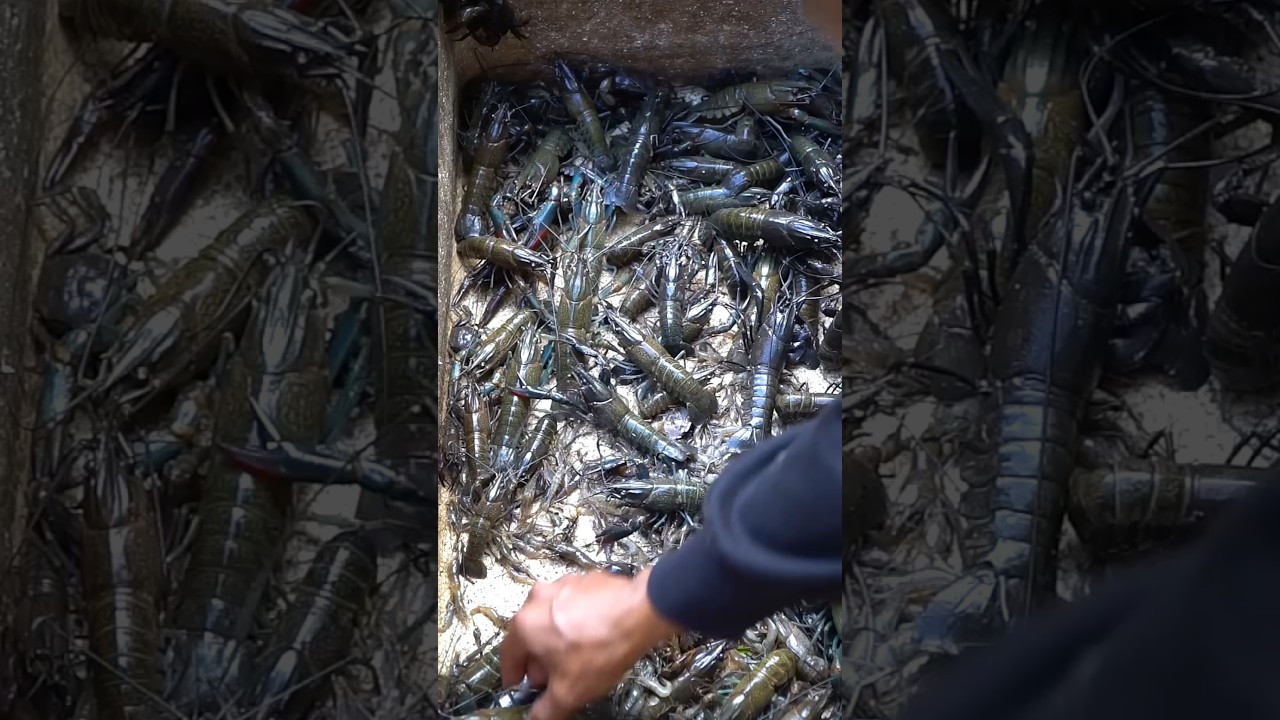Irigasi Sungai Ini Dipenuhi Ribuan Udang Lobster Air Tawar Terbesar  #petualangan