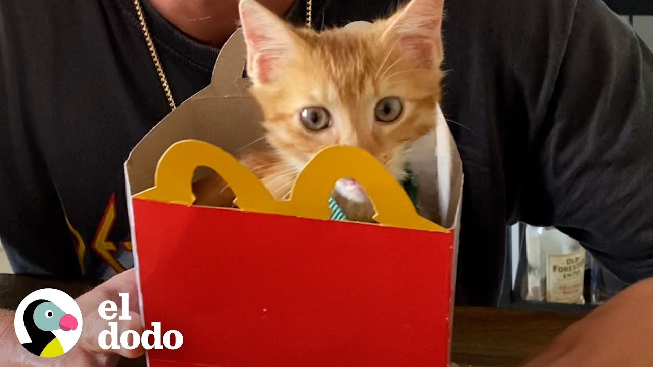 Chico encuentra un gatito en el estacionamiento de McDonald's | El Dodo