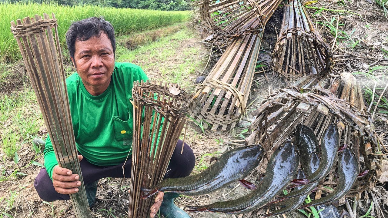 สุดแปลก! การจับปลาสุดเจ๋ง กับดักปลาแบบโบราณ ด้วยไม้ไผ่