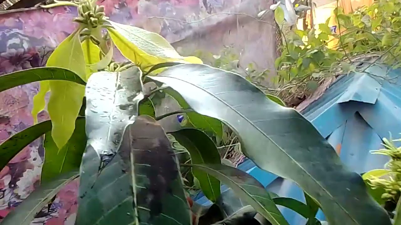 কোনটা মুকুল আর কোনটা গুচ্ছরোগ দেখে নিন। 