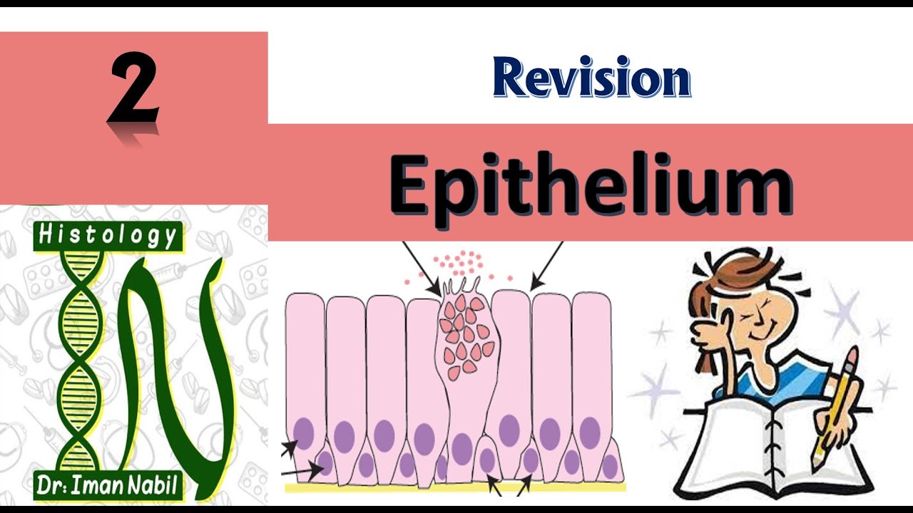 Epithelium revision- First year