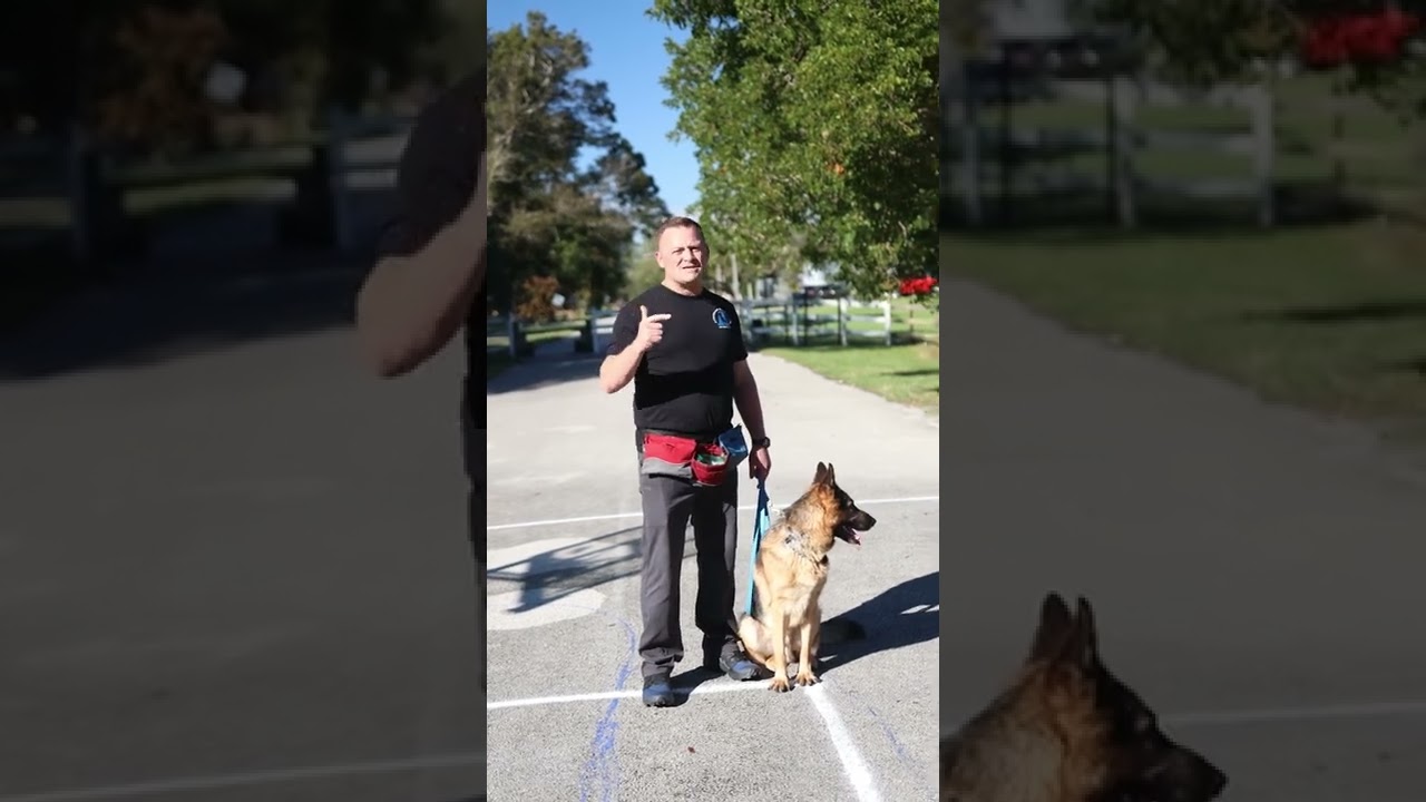 Обучение немецкой овчарки ходьбе #germanshepherd #germanshepherdsoftiktok #dog
