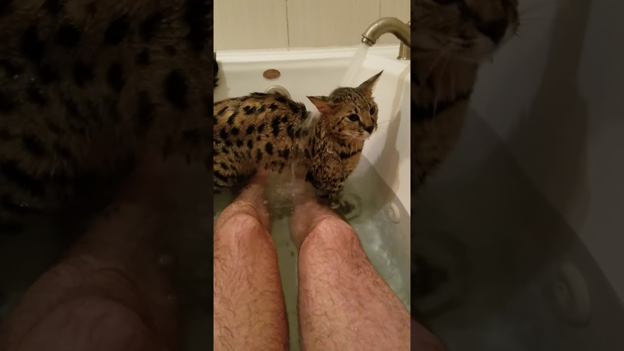 F1 Savannah Cat "Daytona" plays in the bath