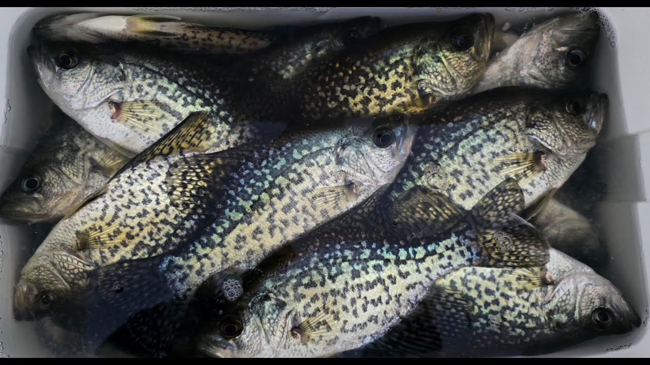 Ловля краппи в дельте реки Калифорния с помощью Get Crushed Baits вместе с Джо из Core Fishing!