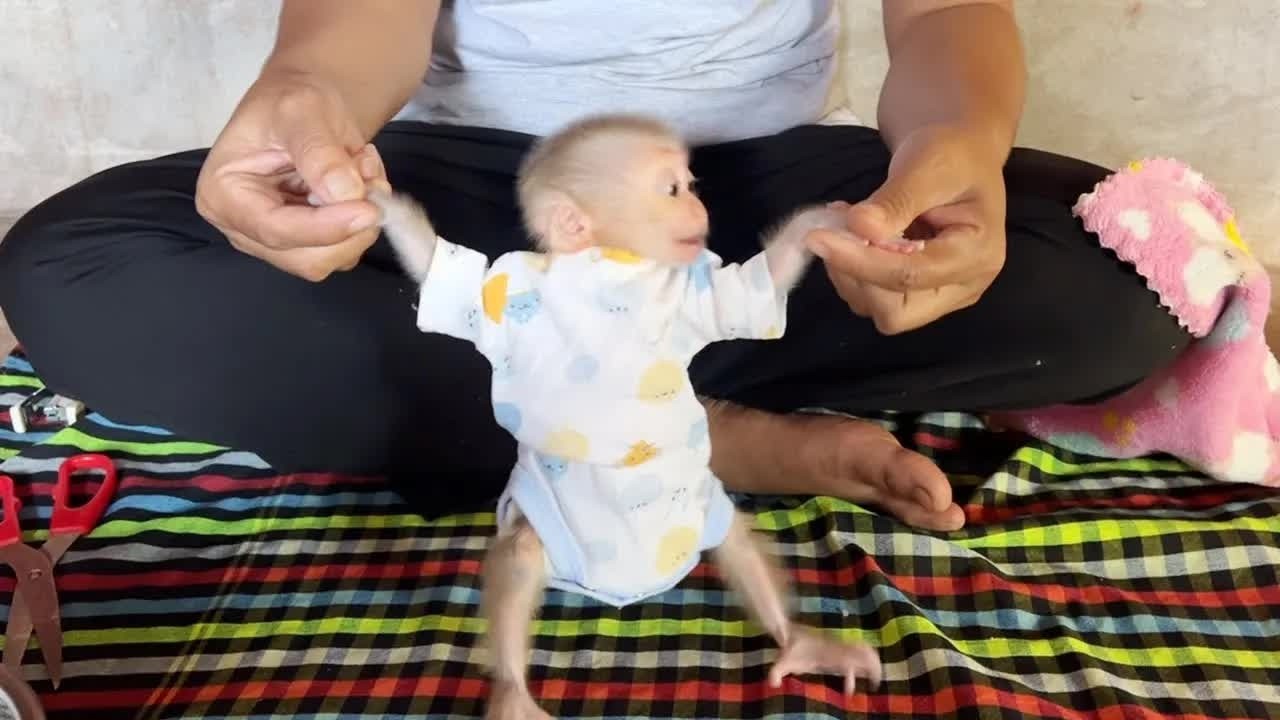 Baby Mato Does Not Satisfying To Give Mom Catch His Both Hand To Standing Up