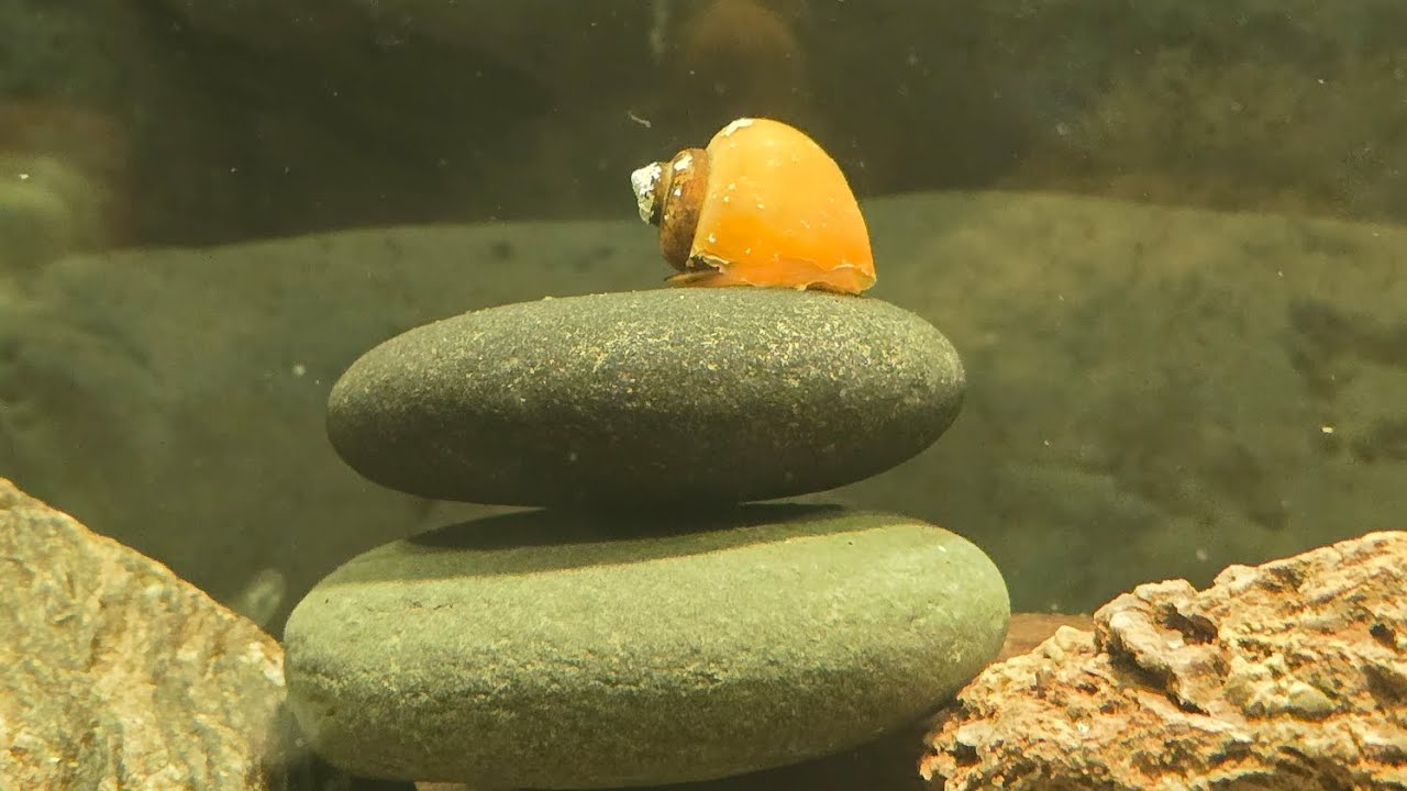 Doston is aquarium ko zero se set karne mein mujhe 5 ghante lage lekin result amazing hai #aquascape